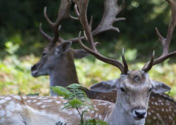 Discover the Wild Side of the UK with Away Resorts