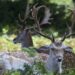 Discover the Wild Side of the UK with Away Resorts