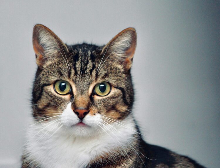 Selezionare il cibo secco perfetto per gatti sterilizzati: una guida approfondita