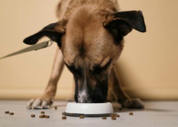 Help Your Dog Live a Longer, Healthier Life with High-Quality Natural Foods