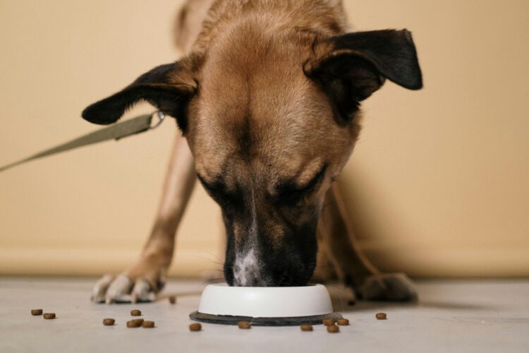 Help Your Dog Live a Longer, Healthier Life with High-Quality Natural Foods