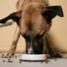 Help Your Dog Live a Longer, Healthier Life with High-Quality Natural Foods