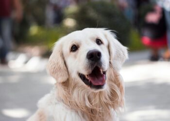 Improve Your Dog’s Health with Natural Supplements and Diet