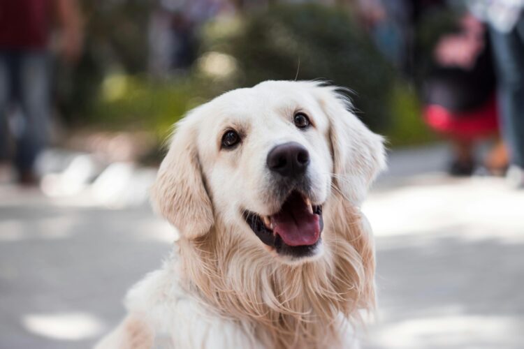 Improve Your Dog’s Health with Natural Supplements and Diet