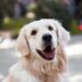 Improve Your Dog’s Health with Natural Supplements and Diet
