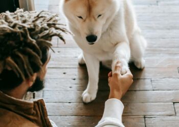 Essential Ingredients for Your Dog’s Healthy Meal