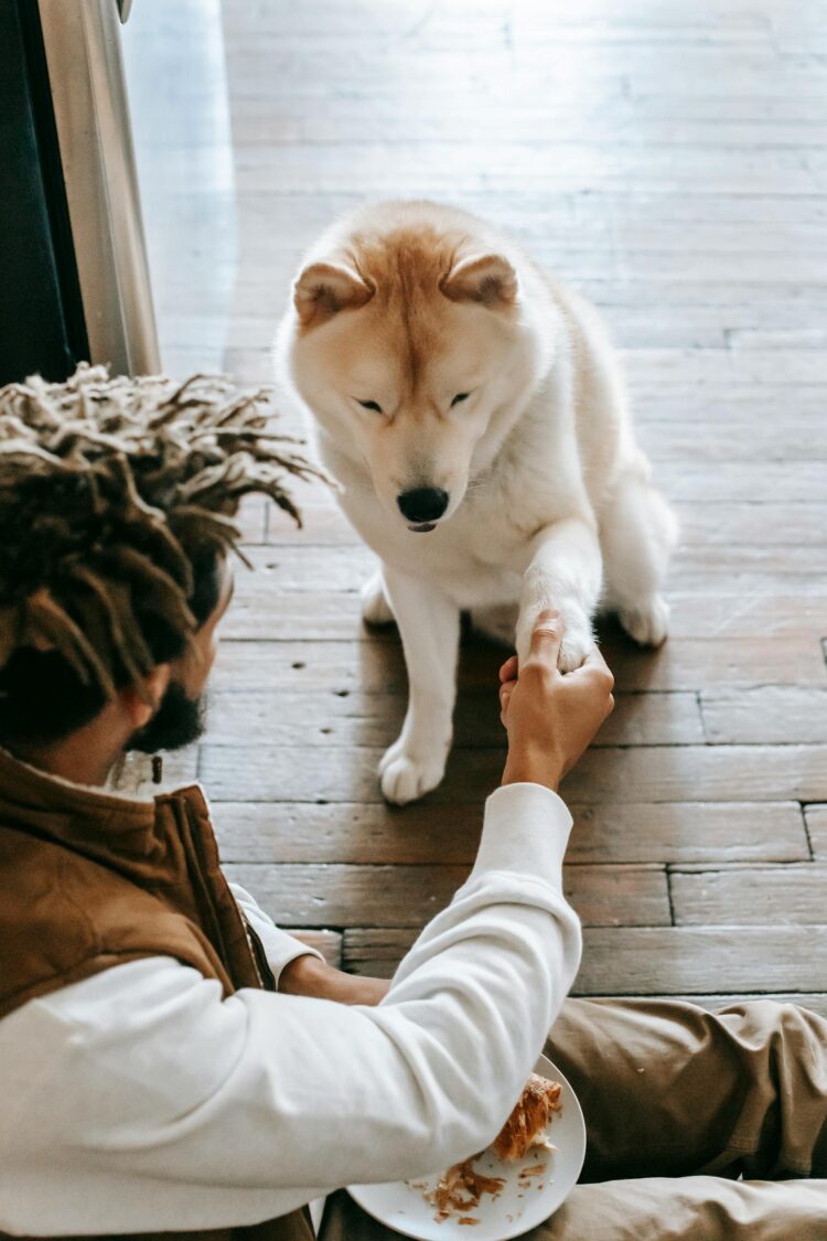 Essential Ingredients for Your Dog’s Healthy Meal