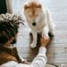 Essential Ingredients for Your Dog’s Healthy Meal