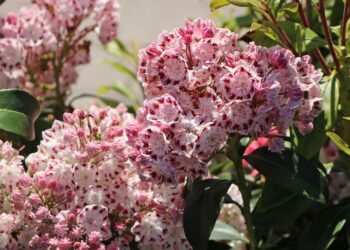 Werten Sie Ihren Garten mit ganzjährigen Pflanzenlösungen auf