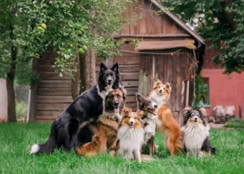 Discover the Excellence of Paleo Ridge in Natural, High-Quality Dog Nutrition