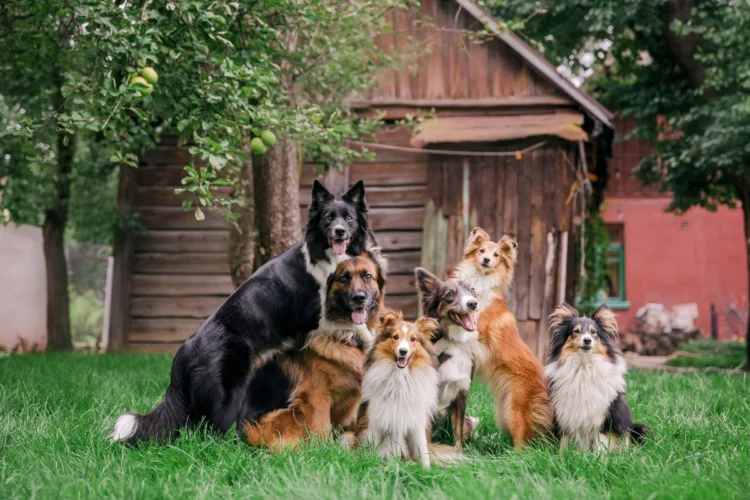 Discover the Excellence of Paleo Ridge in Natural, High-Quality Dog Nutrition