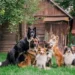 Discover the Excellence of Paleo Ridge in Natural, High-Quality Dog Nutrition
