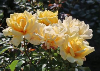 Verwandeln Sie Ihren Garten mit Rosen für ganzjährige Schönheit und Duft