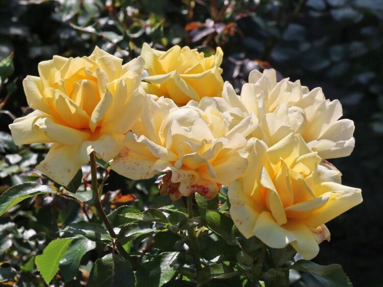 Verwandeln Sie Ihren Garten mit Rosen für ganzjährige Schönheit und Duft