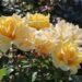Verwandeln Sie Ihren Garten mit Rosen für ganzjährige Schönheit und Duft