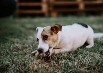 Paleo Ridge: Leading the Way in Ethical, Natural Dog Nutrition