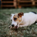 Paleo Ridge: Leading the Way in Ethical, Natural Dog Nutrition