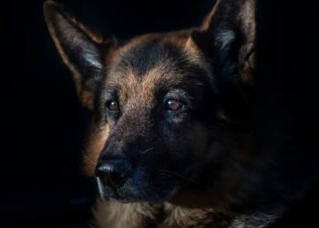 Ruokitaan koirasi parhaalla mahdollisella tavalla: Valitse oikea ruoka terveyden tueksi