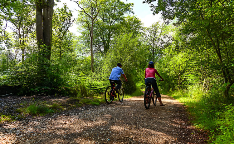 A Cyclist’s Paradise: Best Routes for Adventure in the New Forest
