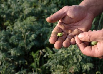 Frisch, biologisch und nachhaltig: Entdecken Sie die Macht des Crowdfarming