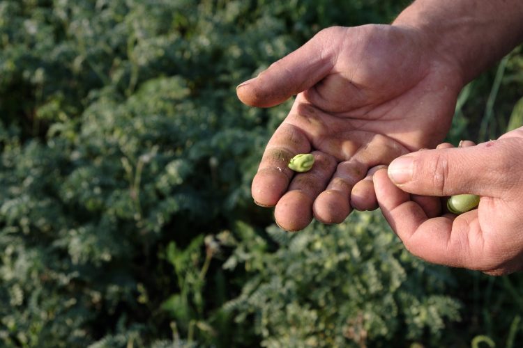 Frisch, biologisch und nachhaltig: Entdecken Sie die Macht des Crowdfarming