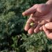 Frisch, biologisch und nachhaltig: Entdecken Sie die Macht des Crowdfarming