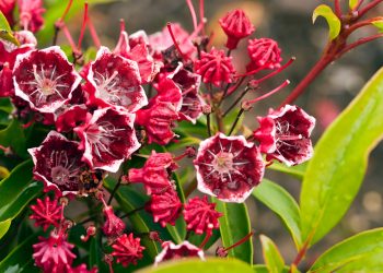 Entdecken Sie atemberaubende Pflanzen für einen lebendigen Garten zu jeder Jahreszeit