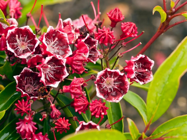 Entdecken Sie atemberaubende Pflanzen für einen lebendigen Garten zu jeder Jahreszeit