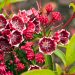 Entdecken Sie atemberaubende Pflanzen für einen lebendigen Garten zu jeder Jahreszeit