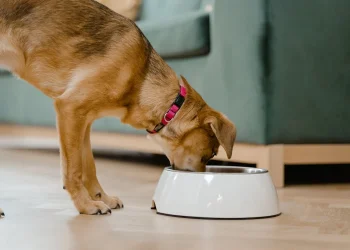 Raw Dog Food: The Key to Your Pet’s Natural, Healthy Nutrition