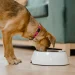 Raw Dog Food: The Key to Your Pet’s Natural, Healthy Nutrition