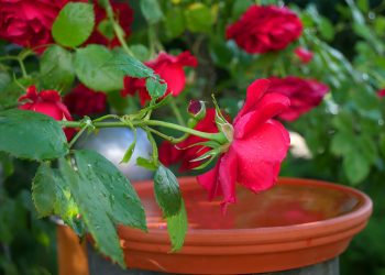 Entdecken Sie schöne, widerstandsfähige Pflanzen für Ihren perfekten Garten