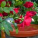 Entdecken Sie schöne, widerstandsfähige Pflanzen für Ihren perfekten Garten