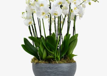 Moyses Flowers Offering Exquisite Floral Creations That Bring Elegance Beauty and Freshness to Every Special Occasion