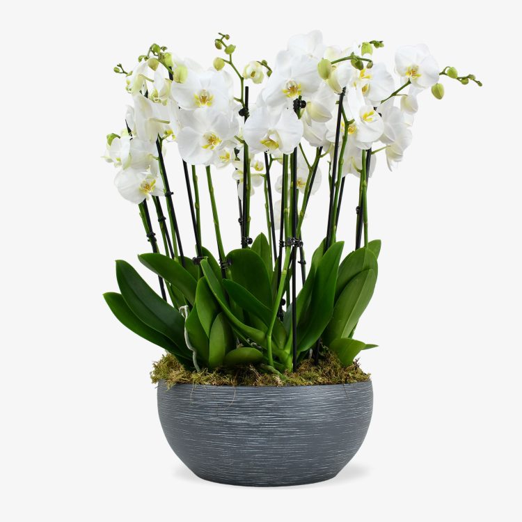 Moyses Flowers Offering Exquisite Floral Creations That Bring Elegance Beauty and Freshness to Every Special Occasion