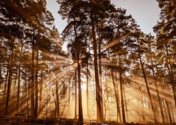 Experience Nature in a Whole New Way with Go Ape’s Exciting Treetop Adventure Courses