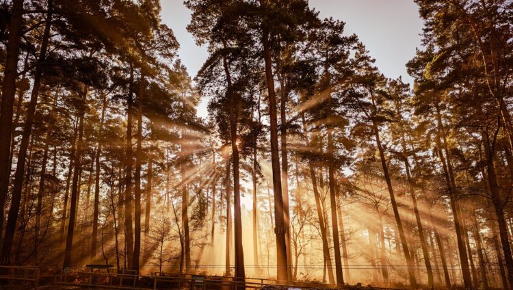 Experience Nature in a Whole New Way with Go Ape’s Exciting Treetop Adventure Courses