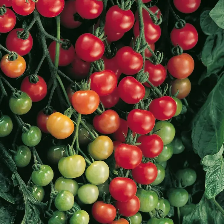 Homegrown Goodness Starts with YouGarden’s Premium Vegetable Plants and Seeds