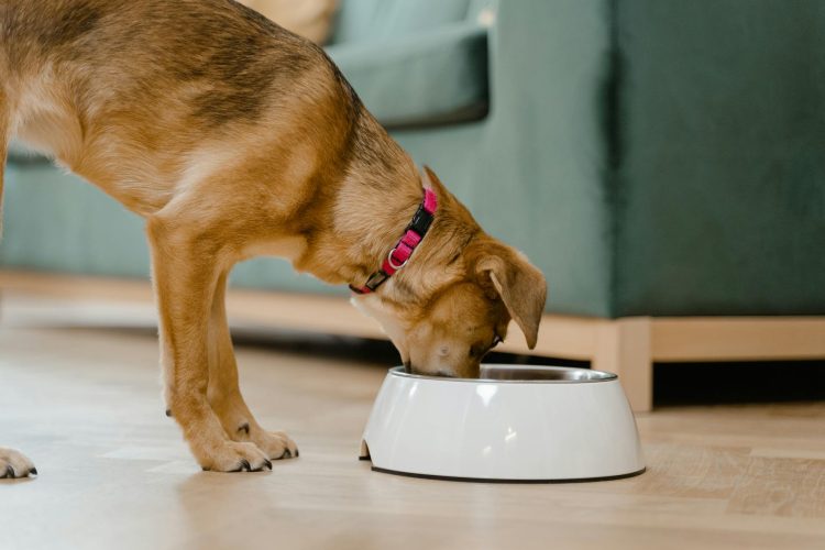 High-Quality Raw Food: Essential Nutrition for Dogs of All Ages