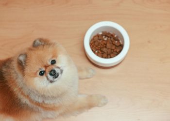 Nourish Your Dog Naturally with Paleo Ridge’s Raw Feeding Options