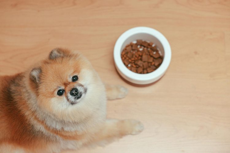 Nourish Your Dog Naturally with Paleo Ridge’s Raw Feeding Options