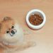 Nourish Your Dog Naturally with Paleo Ridge’s Raw Feeding Options