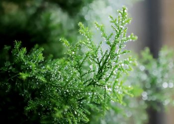 Indoor & Outdoor Artificial Greenery: A Green Solution Without the Hassle