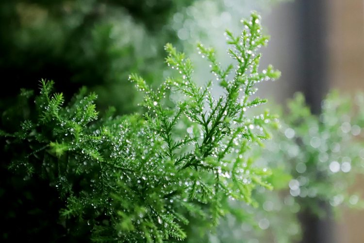 Indoor & Outdoor Artificial Greenery: A Green Solution Without the Hassle