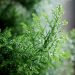 Indoor & Outdoor Artificial Greenery: A Green Solution Without the Hassle