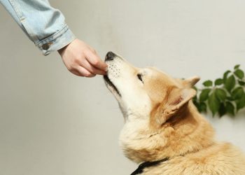 Ethical, Premium Raw Food for Dogs: The Ultimate Health Solution