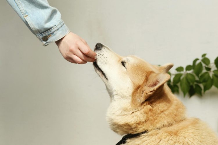 Ethical, Premium Raw Food for Dogs: The Ultimate Health Solution