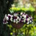 Effortless Garden Transformation with YouGarden’s Pre-Planted Baskets and Pots