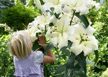 Vibrant Summer Blooms: Discover Summer Flowering Bulbs at YouGarden