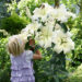 Vibrant Summer Blooms: Discover Summer Flowering Bulbs at YouGarden